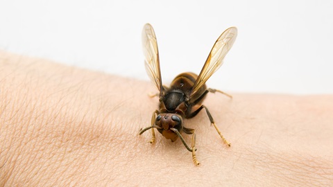 insectenbeten